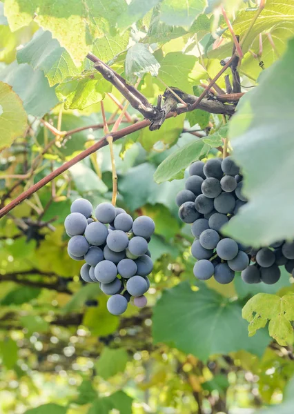 Dark red, purple grapes fruit hang, Vitis vinifera (grape vine) — Stock Photo, Image