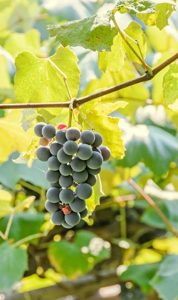 Dark red, purple grapes fruit hang, Vitis vinifera (grape vine) — Stock Photo, Image