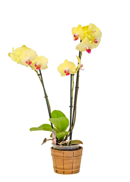 Flores amarelas da orquídea do ramo com folhas verdes, vaso branco — Fotografia de Stock