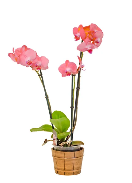 Flores de orquídeas de ramo rosa com folhas verdes, vaso branco, Orchidaceae — Fotografia de Stock