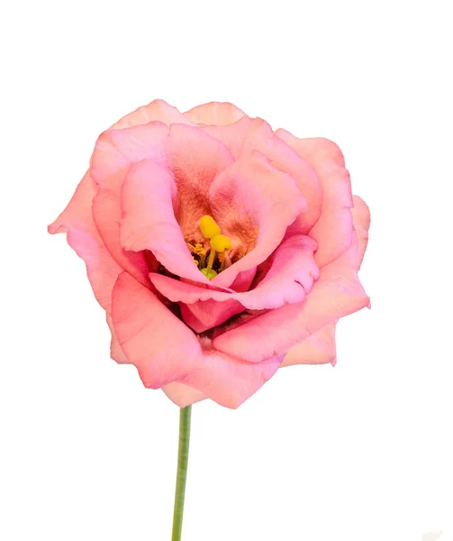 Rózsaszín Eustoma, Lisianthus virág, család Gentianaceae, elszigetelt, — Stock Fotó