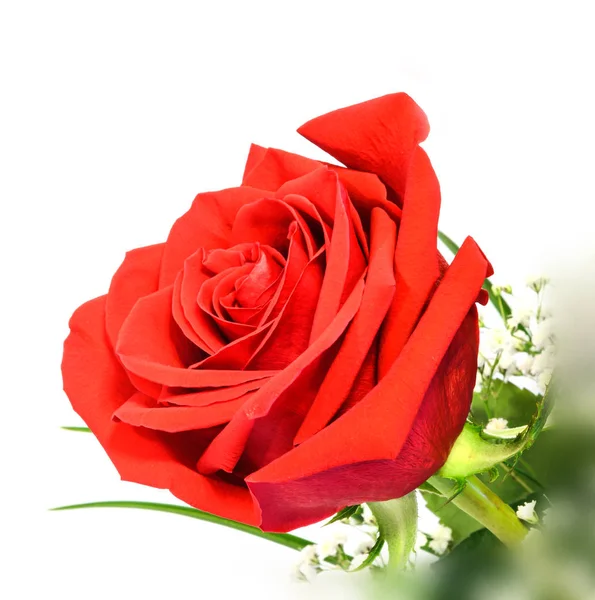 Rosa rossa fiore, foglie verdi, ravvicinato, isolato su dorso bianco — Foto Stock
