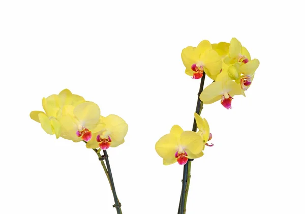 Flores de orquídea de rama amarilla con brotes, Orchidaceae, Phalaenopsi —  Fotos de Stock