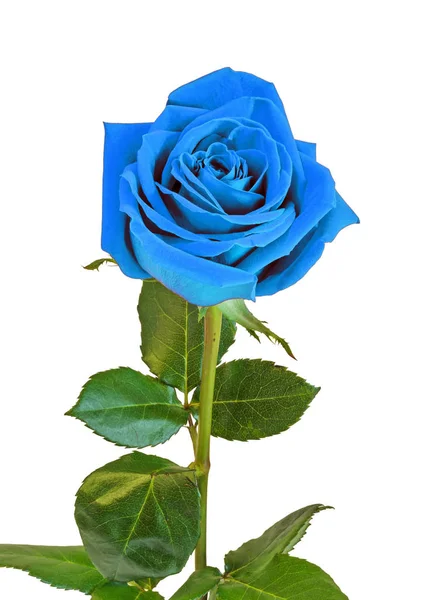 Blue rose flower, green leaves, close up, isolated on white back — Stock Photo, Image