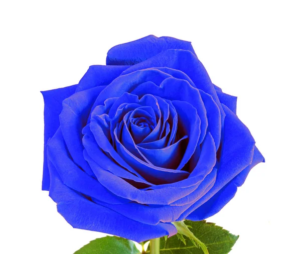 Azul rosa flor, folhas verdes, close-up, isolado na parte traseira branca — Fotografia de Stock
