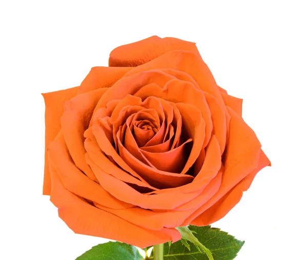 Pomarańczowy kwiat róży, zielonych liści, zbliżenie, na białym tle — Zdjęcie stockowe