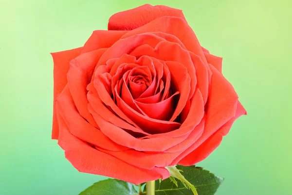 Красный цветок розы, зеленые листья, закрыть, зеленый фон bokeh , — стоковое фото