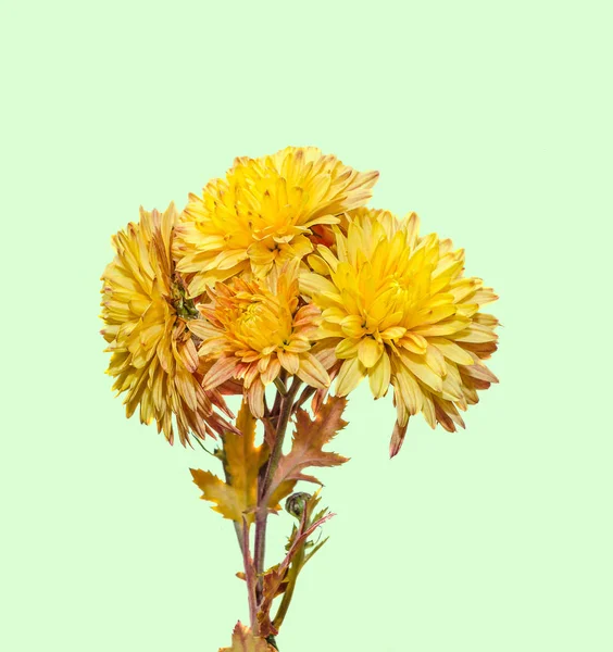 Amarillo, naranja Flores de crisantemo, mamás o crisantemos — Foto de Stock