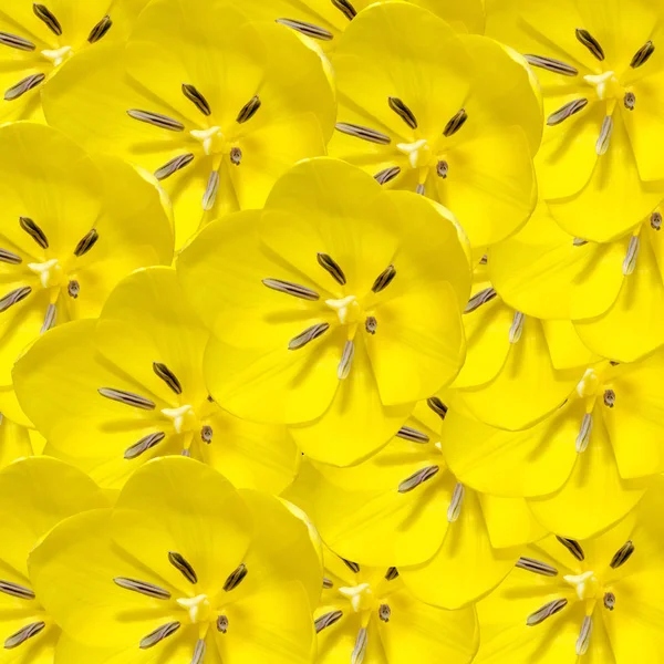 Flores de tulipanes amarillos cerca macro, textura del patrón . — Foto de Stock