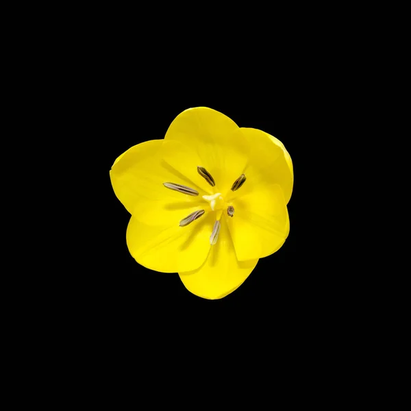 Flor de tulipán amarillo primer plano macro, aislado . — Foto de Stock