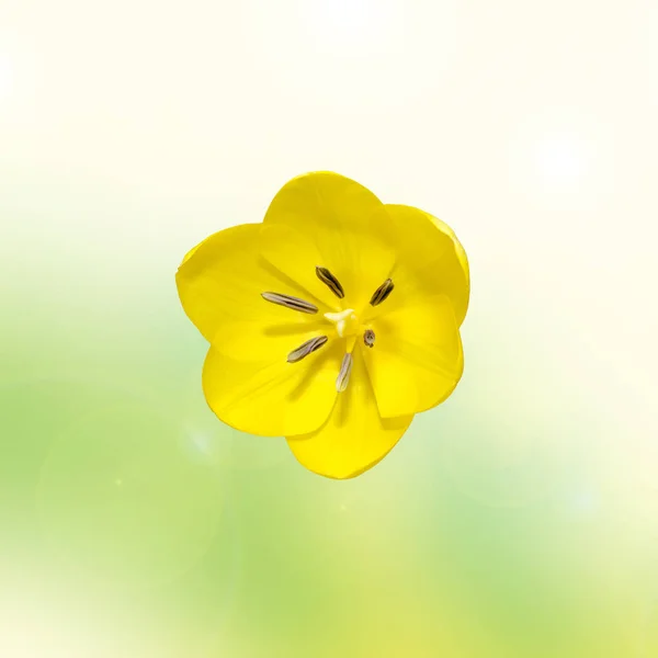 Flor de tulipán amarillo primer plano macro, aislado . — Foto de Stock