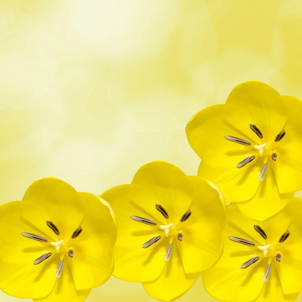 Fiore tulipano giallo primo piano macro, cornice di sfondo — Foto Stock