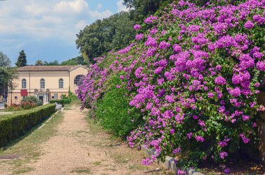 Leylak rengi bush çiçekleri yakın, bokeh açık