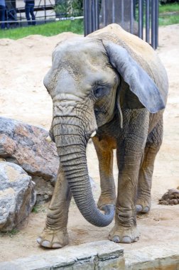 Zoo Park resme kadar fil kapatın