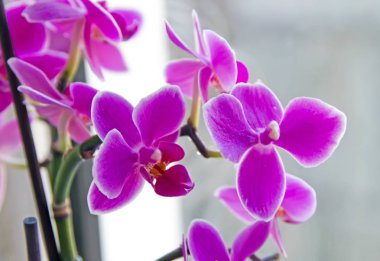 Pembe orkide çiçek yakın kadar Salepgiller, Phalaenopsis