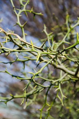 Thorn bush dalları dikenli, yakın çekim açık