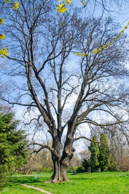 Büyük eski Huş ağacının dalları, park açık ile