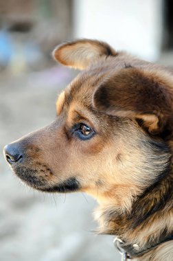 Kahverengi köpek sokak, portre, açık kapatmak
