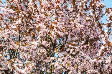Prunus cerasifera ağacın çiçek pembe, yakın çekim