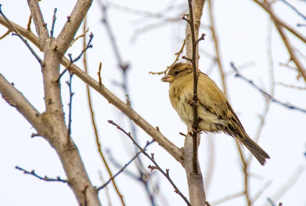 Moineau de couleur vive mangeant sur une branche — Photo