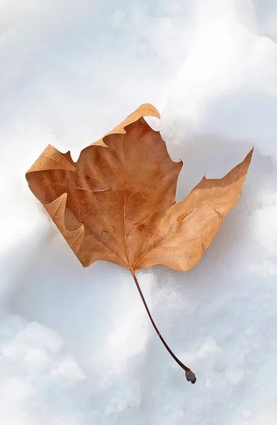 Красный коричневый лист, оставьте в снегу — стоковое фото