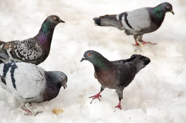 Színes galambok eszik a hóban, közelről — Stock Fotó