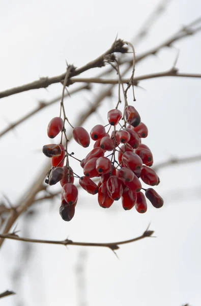 Cerdas rojas secas en el invierno, de cerca — Foto de Stock