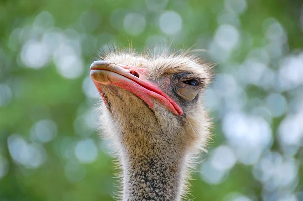 Ostrich head with big open eyes, close up, bokeh background — Stock Photo, Image