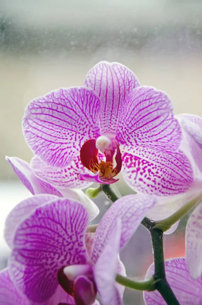 Rózsaszín orchidea virág zár megjelöl, Orchidaceae, Phalaenopsis — Stock Fotó