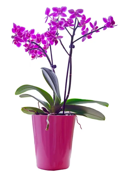 Orquídea roxa em vaso rosa, Orchidaceae, Phalaenopsis — Fotografia de Stock