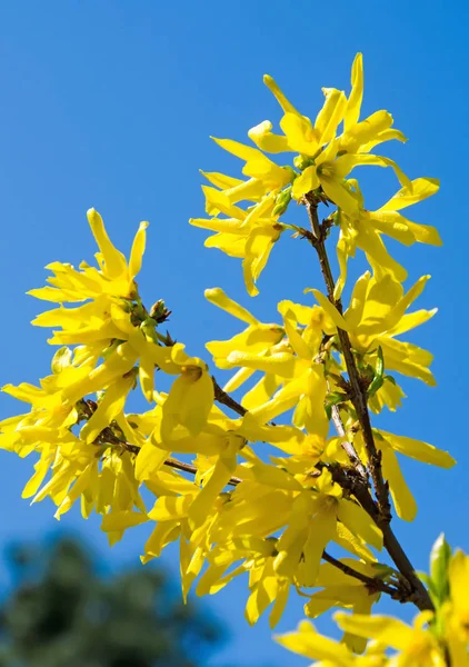 Amarillo Forsythia flores árbol de ramas, familia de las aceitunas — Foto de Stock