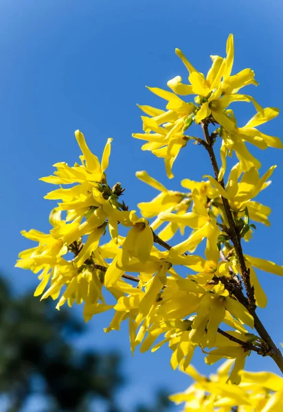 Amarillo Forsythia flores árbol de ramas, familia de las aceitunas — Foto de Stock