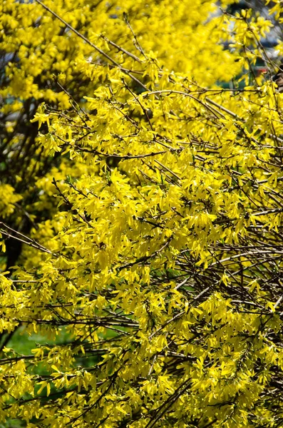 Amarillo Forsythia flores árbol de ramas, familia de las aceitunas — Foto de Stock