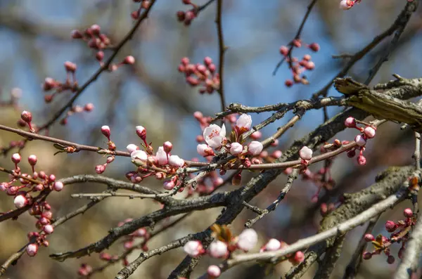 Flor rosa del árbol de Prunus cerasifera, de cerca — Foto de Stock