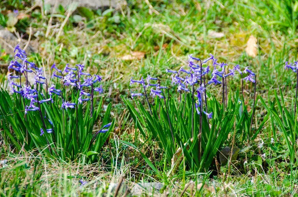 Blaue Hyazinthen blühen aus nächster Nähe, grüne Felder im Freien — Stockfoto