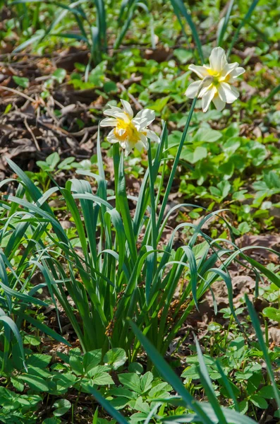 Giallo narciso fiori, campo verde, primo piano — Foto Stock