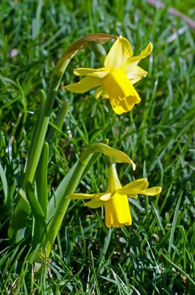 Giallo narciso fiori, campo verde, primo piano — Foto Stock