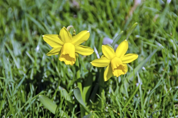 Giallo narciso fiori, campo verde, primo piano — Foto Stock