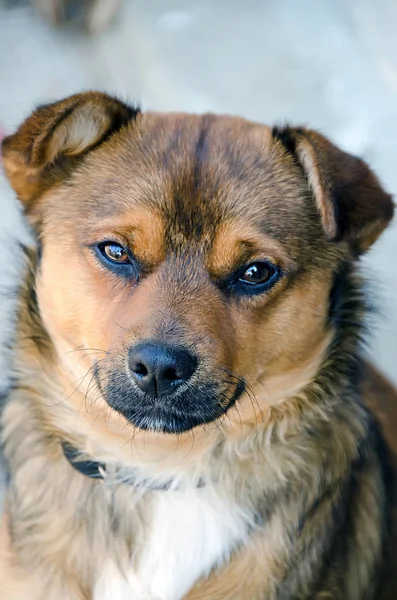 Brown cão vadio, close up retrato, ao ar livre — Fotografia de Stock