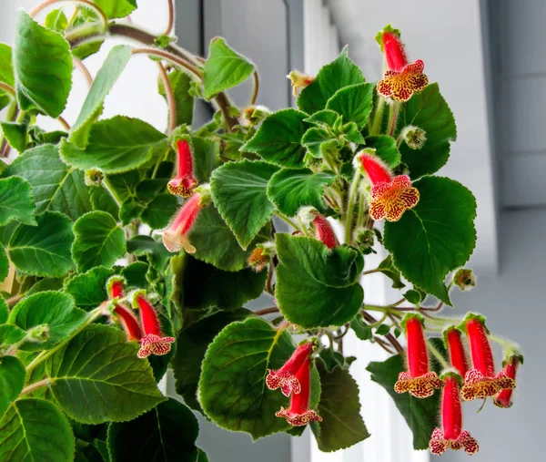 Rot-gelbe Kohleria-Blüten, grüne Pflanze, Nahaufnahme — Stockfoto