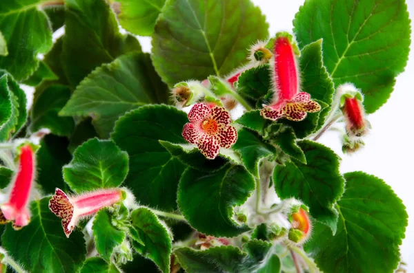 赤黄色の Kohleria の花、緑の植物をクローズ アップ — ストック写真