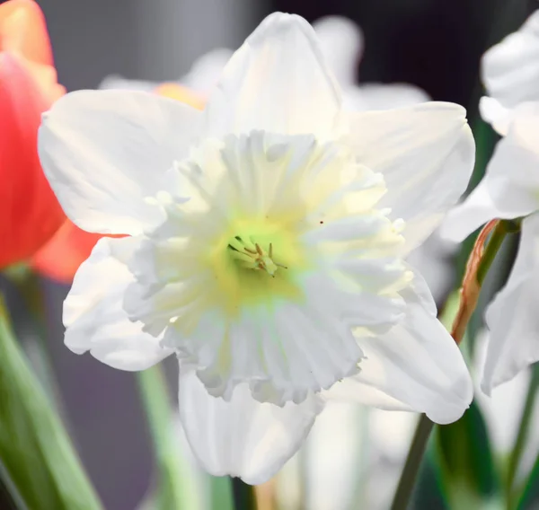 Weiße Narzissen Blumen aus nächster Nähe, Bokeh Hintergrund — Stockfoto