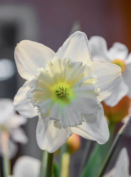 Weiße Narzissen Blumen aus nächster Nähe, Bokeh Hintergrund — Stockfoto
