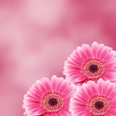 Pembe gerbera çiçek yakın, degrade arka plan izole