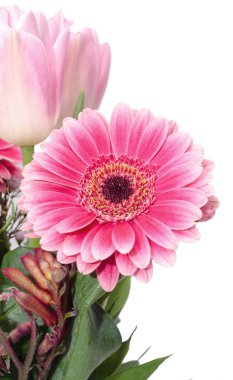 Pembe gerbera çiçek yakın kadar izole beyaz arka plan