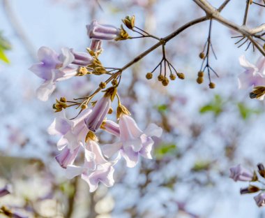 Paulownia tomentosa ağacının leylak rengi çiçekleri yakın çekim