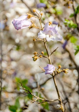Paulownia tomentosa ağacının leylak rengi çiçekleri yakın çekim
