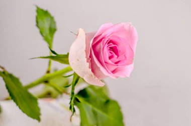Gül çiçek, yeşil yapraklar, izole kapatmak kadar pembe