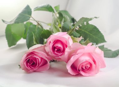 Gül çiçek, yeşil yapraklar, izole kapatmak kadar pembe