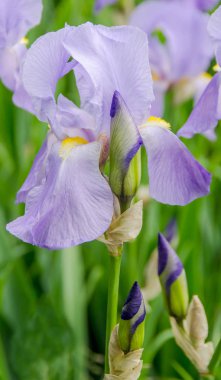 Menekşe, leylak rengi Iris çiçeği, yeşil yaprakları, yakın çekim